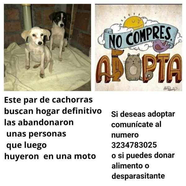 ¡No compres, adopta!