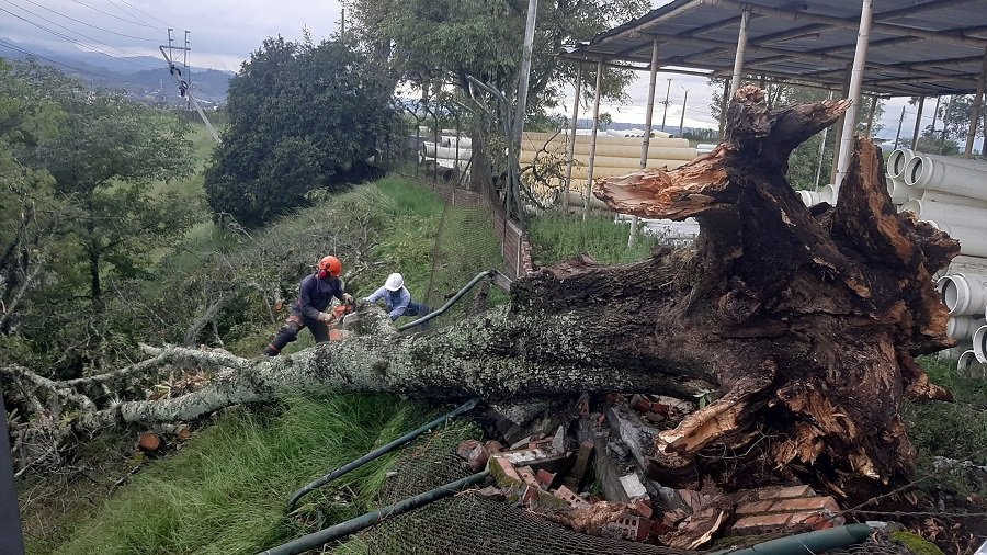 Caída de árbol causa ausencia del servicio de energía eléctrica en el Norte de Popayán 32 20210521_175705