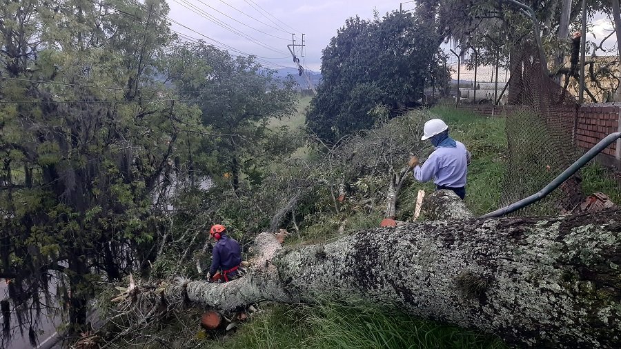 Caída de árbol causa ausencia del servicio de energía eléctrica en el Norte de Popayán 31 20210521_175936