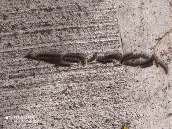 Plaga de gusanos en un barrio de Santander de Quilichao