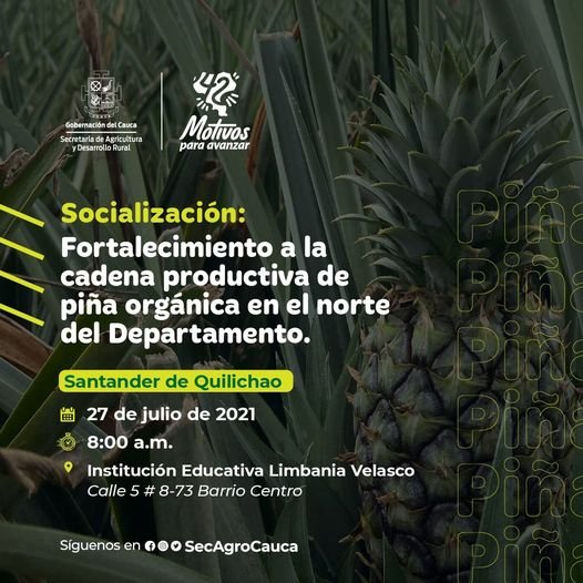 Participa de la socialización del proyecto: Fortalecimiento a la cadena productiva de piña orgánica en el norte del Departamento.