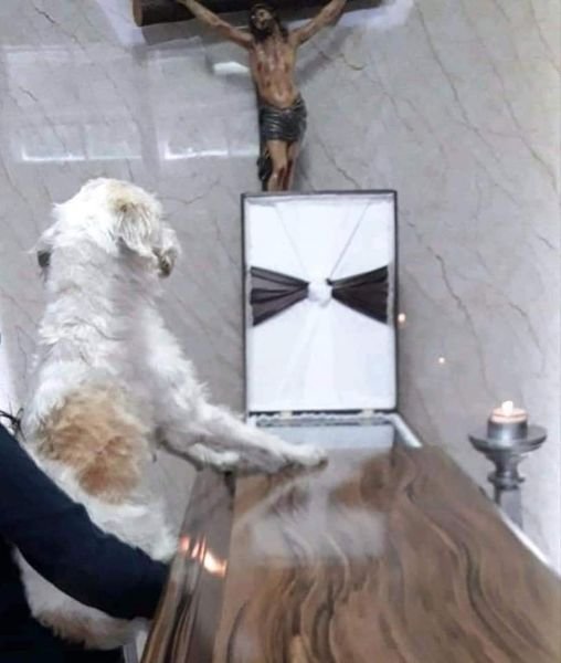 235736138 4517366694948845 5262529827279246032 n