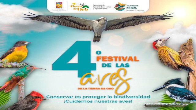 💚 Prepárate para alzar vuelo en el 4º Festival de las Aves de la Tierra de Oro! 🦅🐦