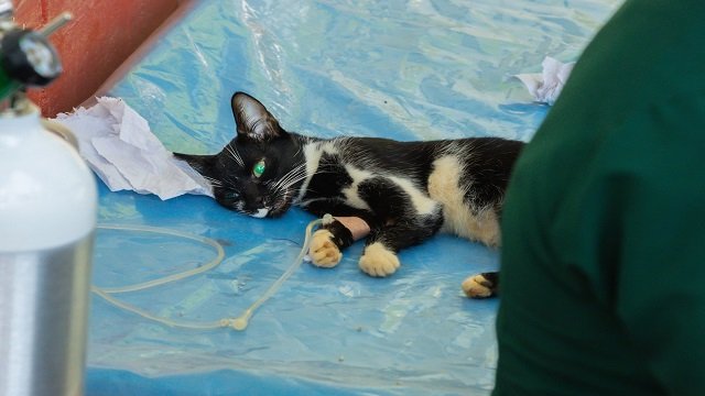 Avanzamos en bienestar animal - Alcaldia de Santander de Quilichao