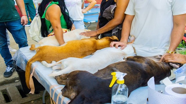 Avanzamos en bienestar animal - Alcaldia de Santander de Quilichao