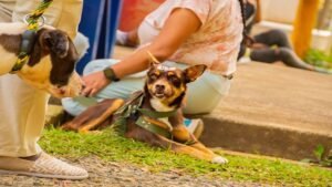 Avanzamos en bienestar animal - Alcaldia de Santander de Quilichao
