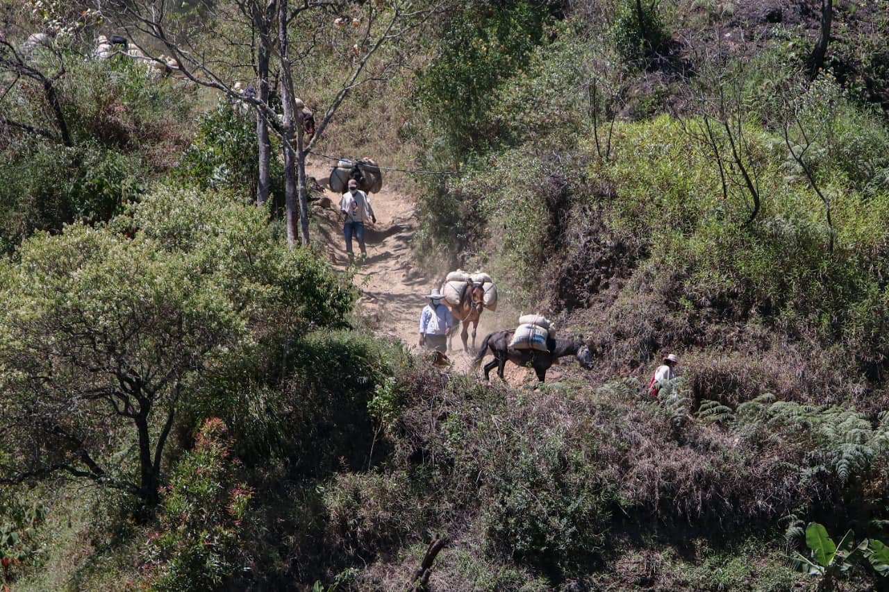 Caficultura familiar13