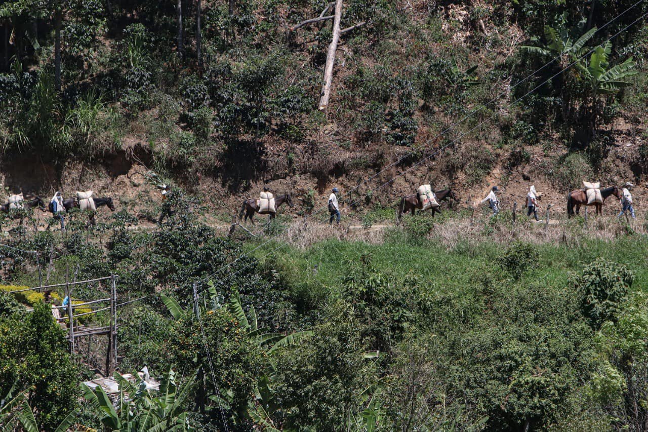 Caficultura familiar9