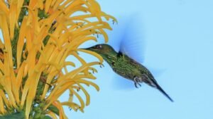 Cauca, el paraíso para los avituristas