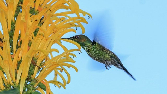 Cauca, el paraíso para los avituristas