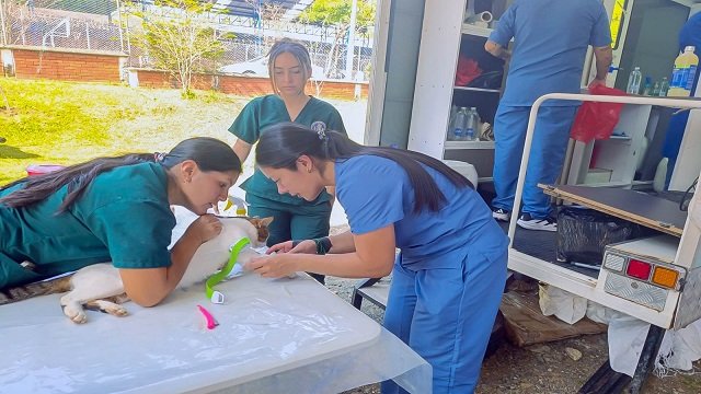 Compromiso con la vida! Avanzan las jornadas de esterilización gratuita en Santander de Quilichao