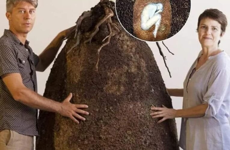 Cuerpos de difuntos, se convertirán en un cementerio de arboles