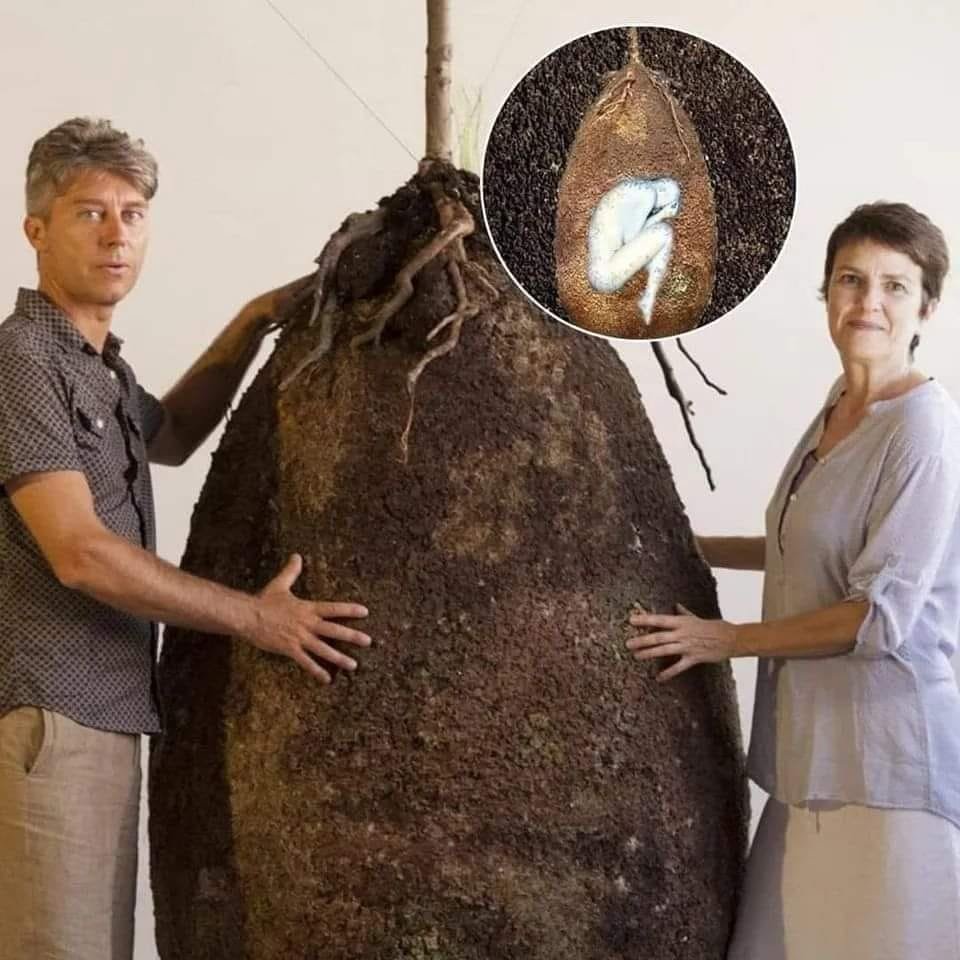 Cuerpos de difuntos se convertiran en un cementerio de arboles