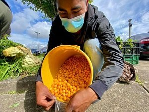 DEL CAMPO CAUCANO A TU MESA