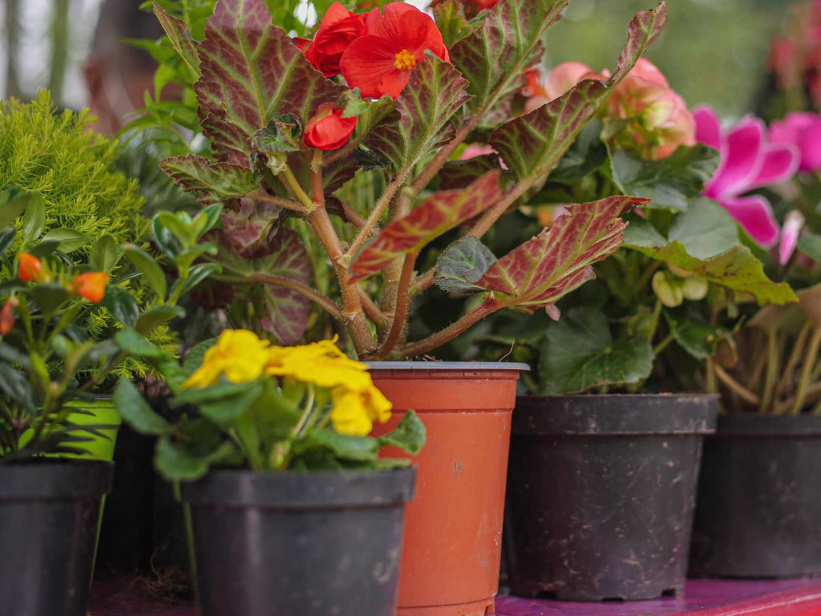 Del Cauca a tu mesa10