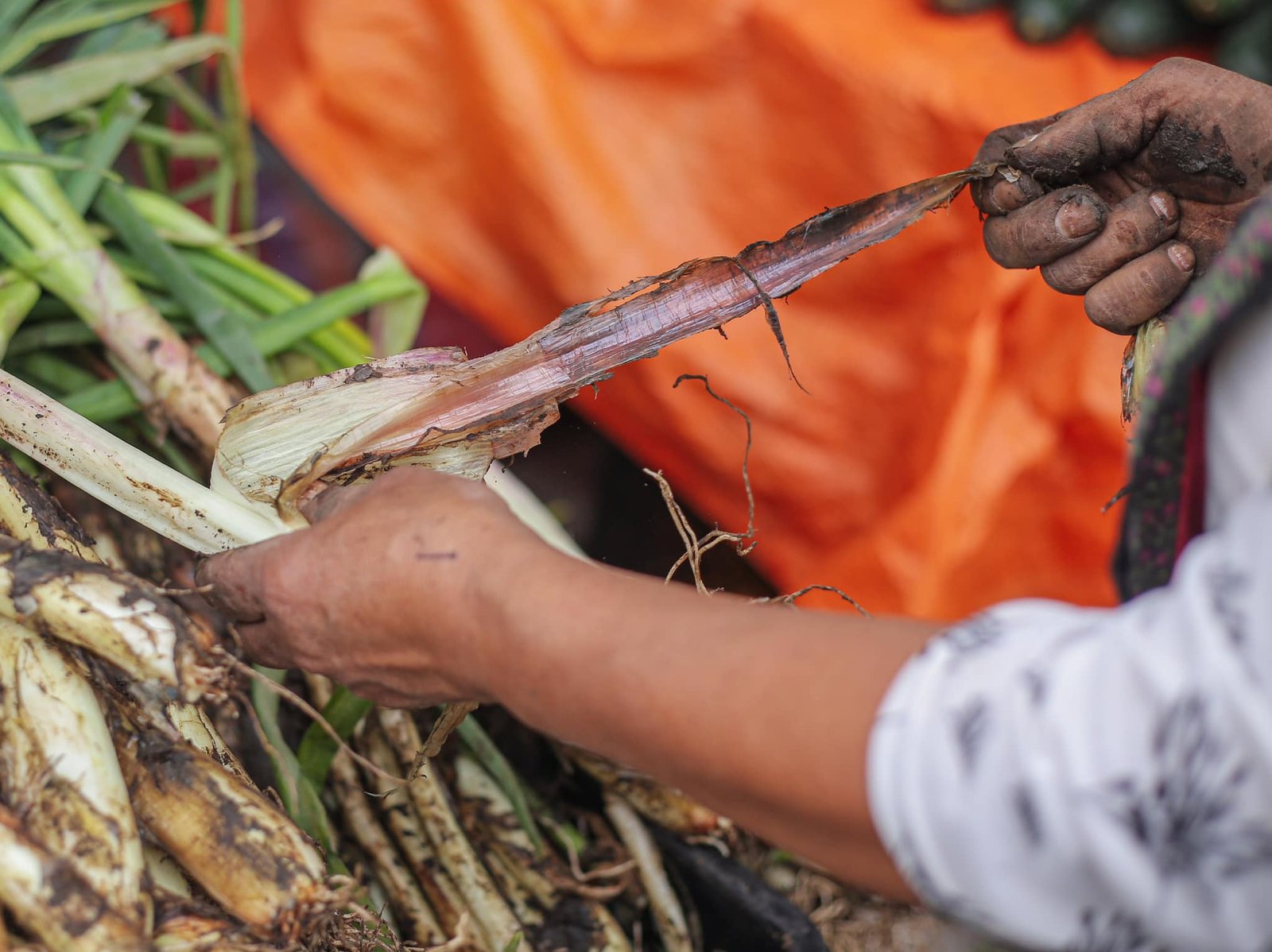 Del Cauca a tu mesa14