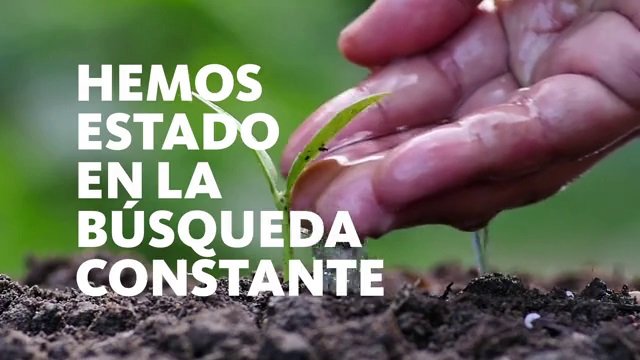 El Cauca es el primer productor de quinua a nivel nacional