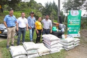 El Cauca avanza en la exportacion de aguacate Hass1