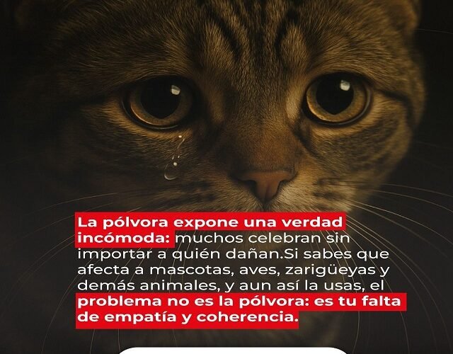 💔 Elige Empatía: Fuerte Llamado en Quilichao a Evitar la Pólvora por el Terror que Causa a Animales Domésticos y Silvestres