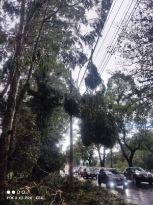 Fuertes lluvias ocasionaron la caída de árboles sobre la infraestructura eléctrica en el norte de Popayán
