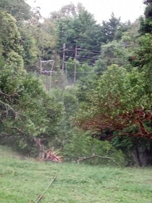 Fuertes lluvias ocasionaron la caída de árboles sobre la infraestructura eléctrica en el norte de Popayán6