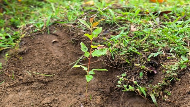 Gobernación del Cauca fortalece la reforestación y huertas escolares en Sotará