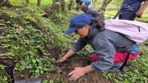 Gobernación del Cauca fortalece la reforestación y huertas escolares en Sotará
