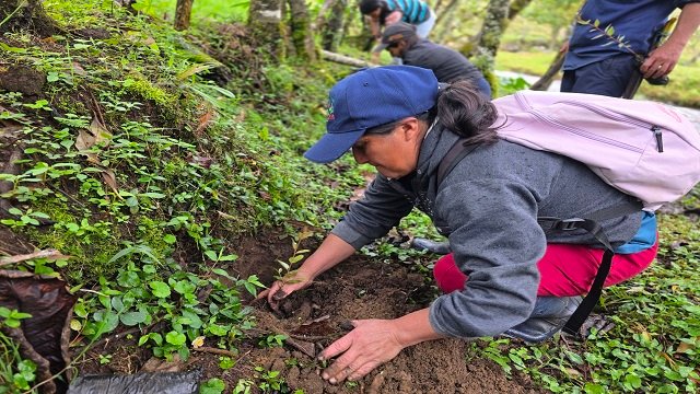 Gobernación del Cauca fortalece la reforestación y huertas escolares en Sotará