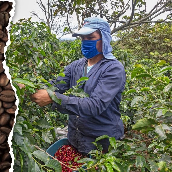 Hoy celebramos el día internacional del café