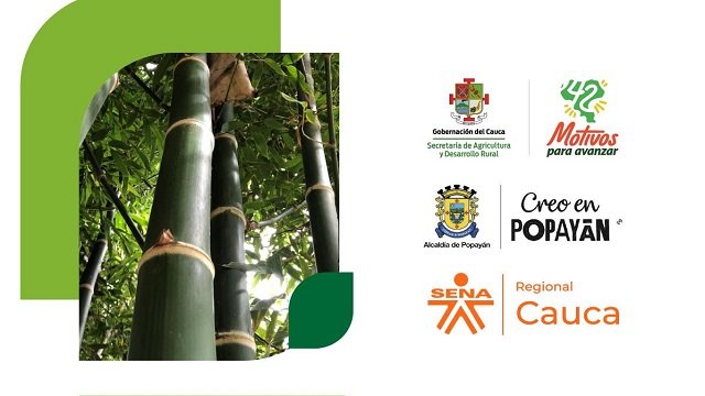 Participa en la conformación del subcomité de la guadua para el municipio de Popayán