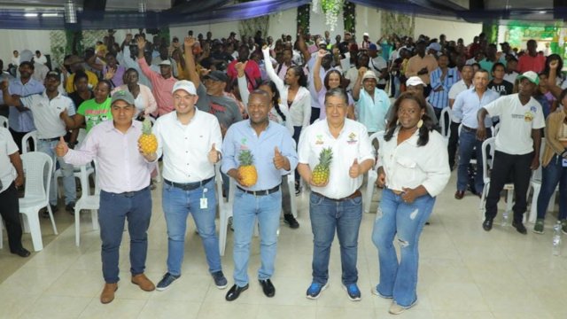 La piña de la paz se cultiva en el Norte del Cauca