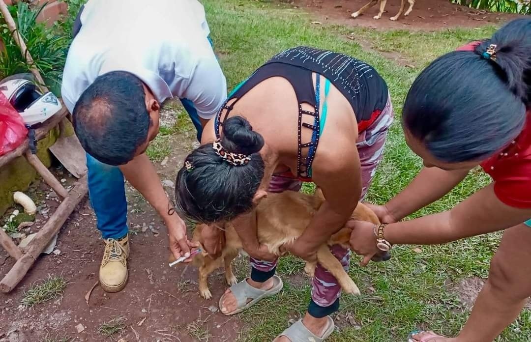 Las mascotas, y los animales en general, también necesitan de vacunas para prevenir enfermedades - Quilisalud7