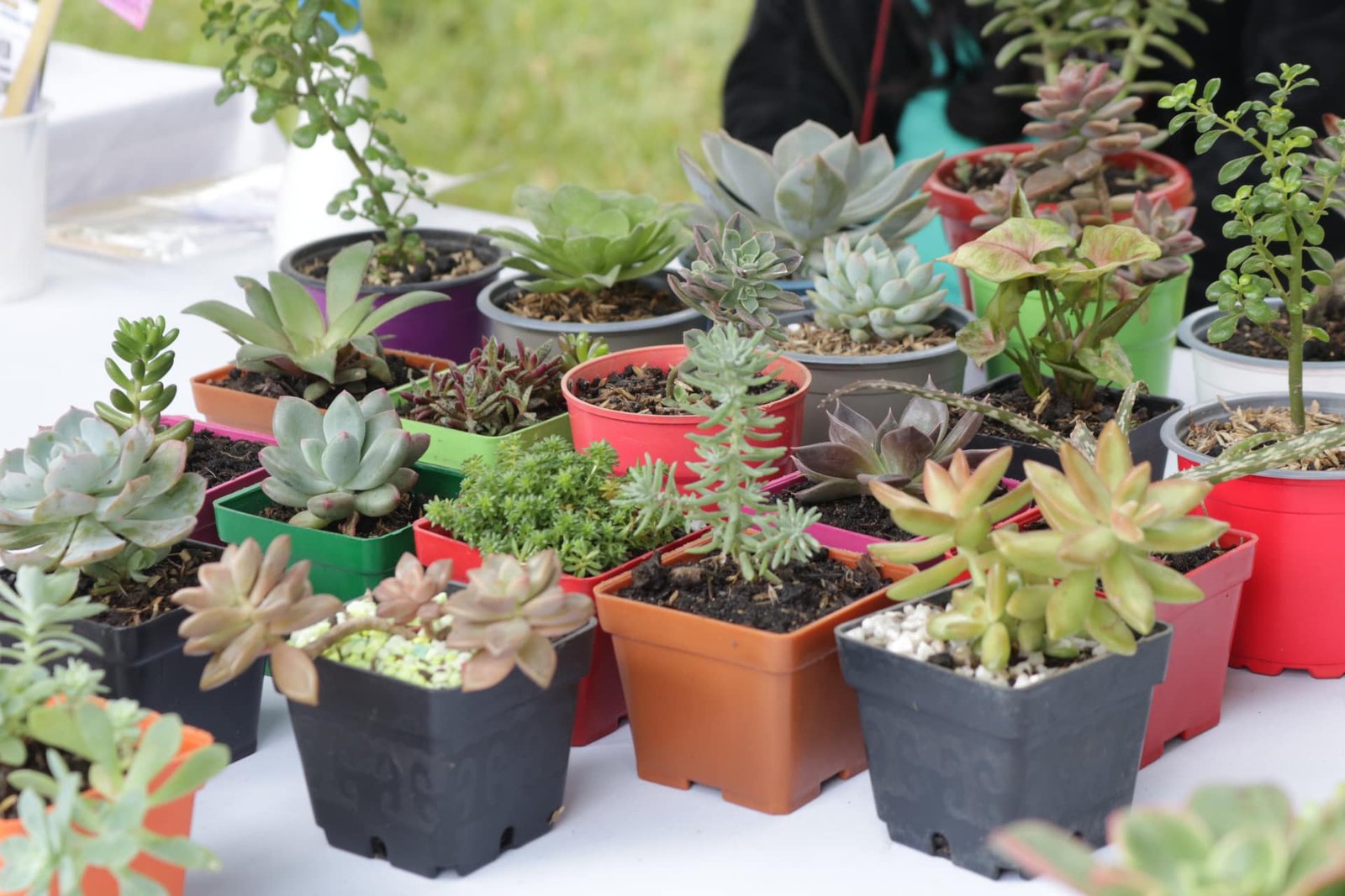 Mercado solidario en las instalaciones de la Secretaría de Agricultura y Desarrollo Rural7