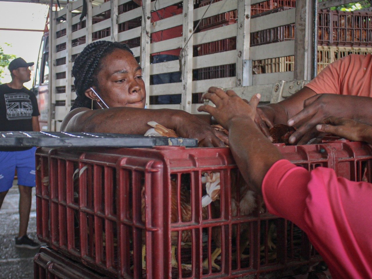 Producción de alimentos de los predios de las familias caucanas10