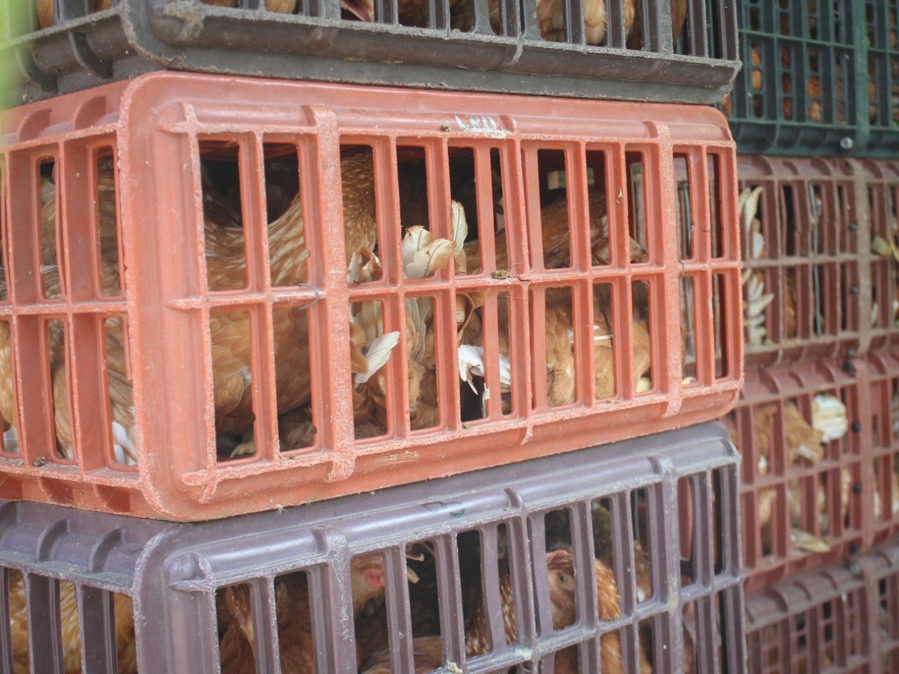 Producción de alimentos de los predios de las familias caucanas5