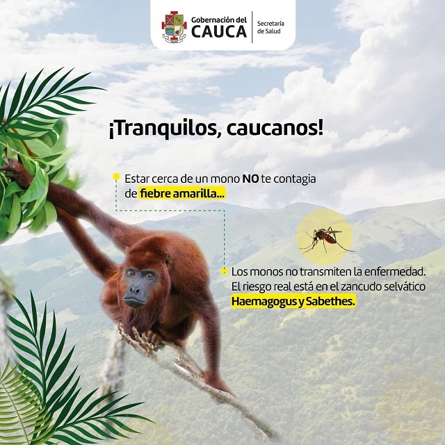 Protege tu vida - Tres acciones clave para prevenir la fiebre amarilla en el Cauca