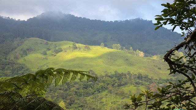 Quilichao brilló en el Global Big Day Un paraíso para las aves y los amantes de la biodiversidad