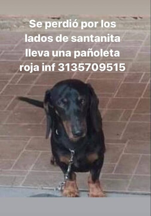 SERVICIO ZOOCIAL SE PERDIO EN EL BARRIO SANTA ANITA