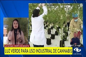 Se autorizó el uso de cannabis de manera industrial