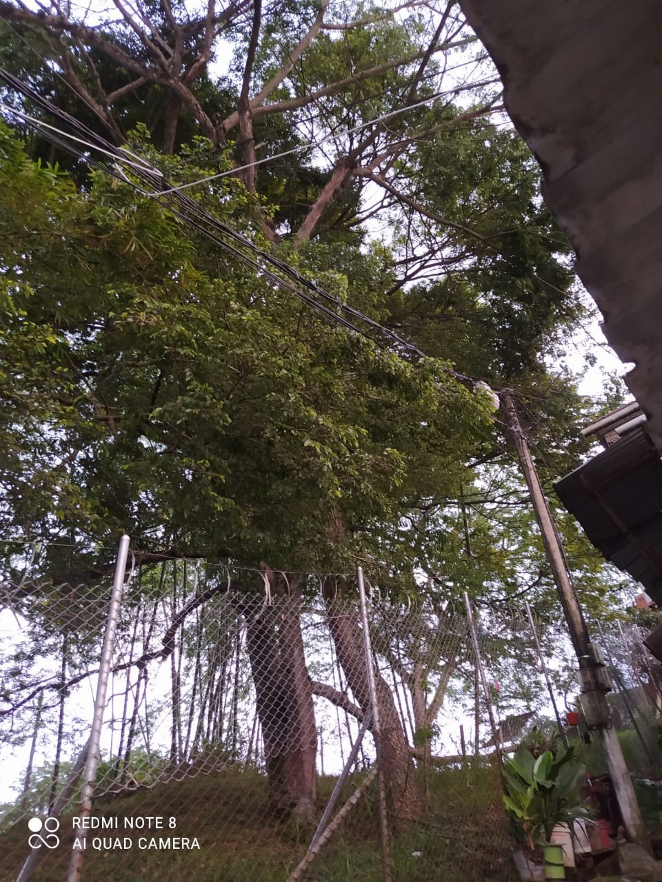 Temen que el árbol pueda caer sobre una vivienda2