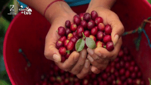 Una historia que florece en #QuilichaoTierraDeOro