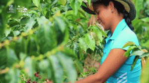 Paula Andrea, una joven que cultiva sueños en la Tierra de Oro