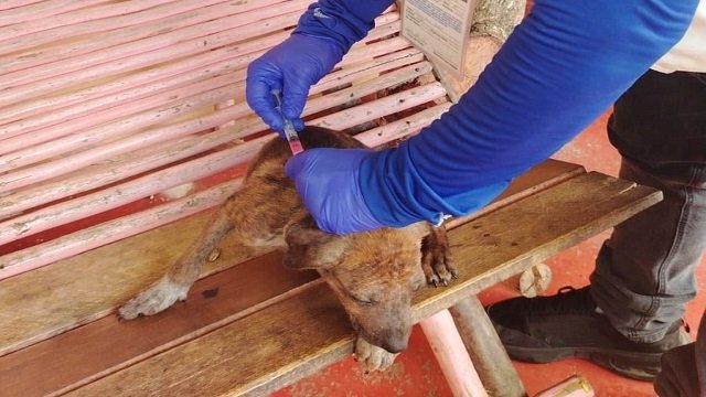 ¡Más de 1,000 mascotas protegidas! Culmina con éxito jornada de vacunación antirrábica en El Patía