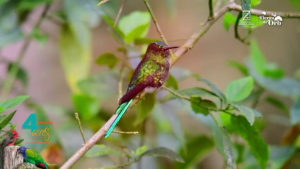 ¡Vive la biodiversidad de nuestras aves y captura momentos inolvidables